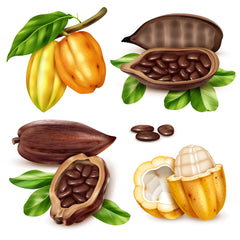 Tonka Bean