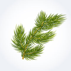 Cedar