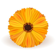 Marigold