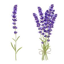 Lavender 